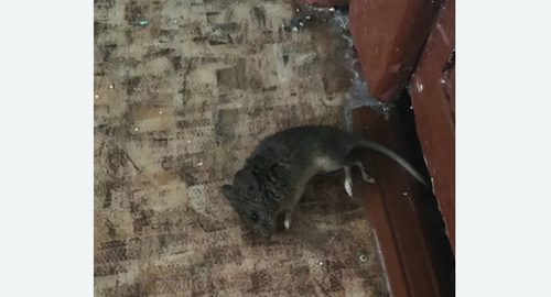 Дезинфекция от мышей в Косино-Ухтомском районе Москвы